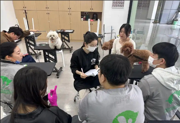 西宁市宠物美容师宠物美容培训学校 - 推荐
